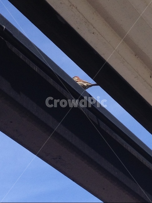 새,참새,뒷꽁무니,sparrow,bird,틈새,틈,뒷모습