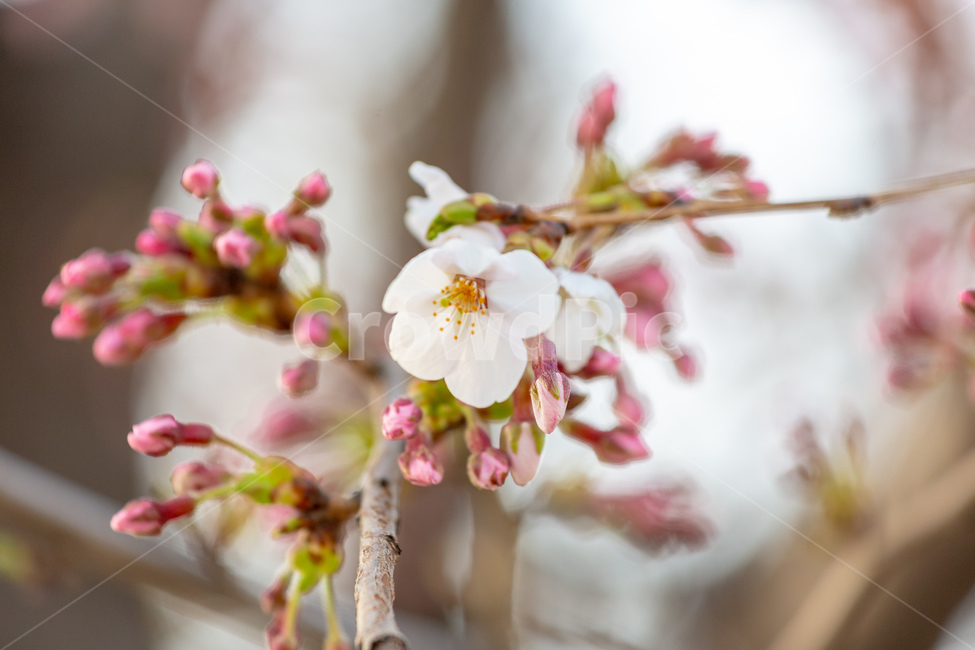 봄,꽃,여의도,나들이,여유,봄,계절,spring,season,plant,식물