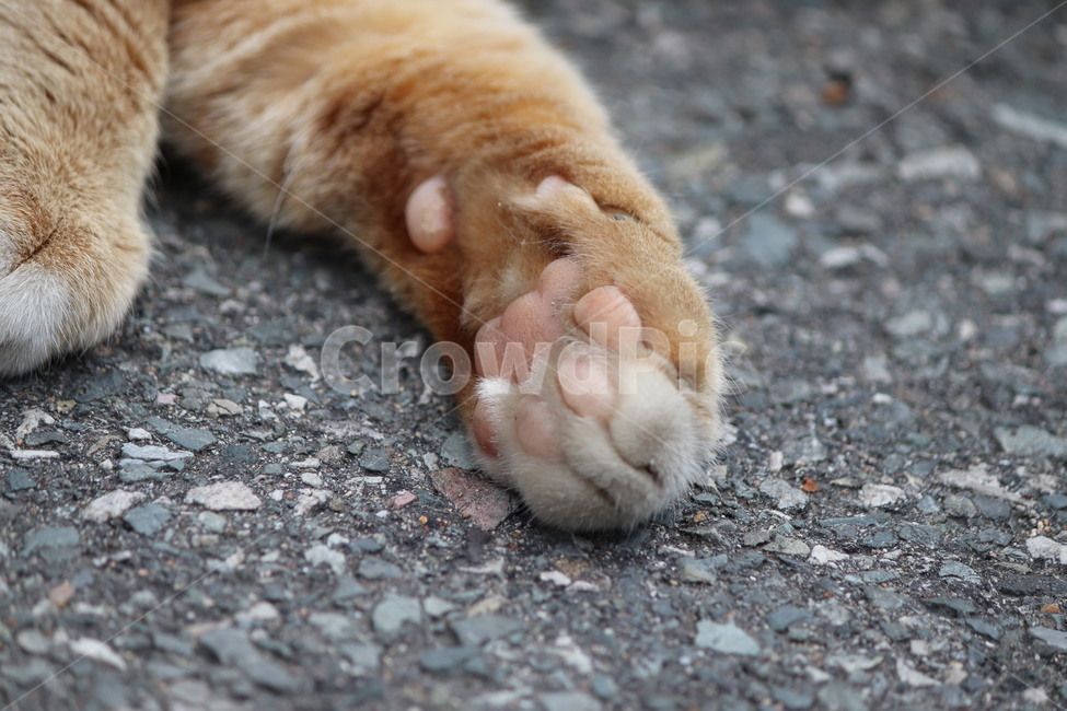 치즈냥,고양이발바닥,길냥이,젤리,고양이,발바닥,동물,animal,포유류,mammal,고양이,cat,kitten,kitty