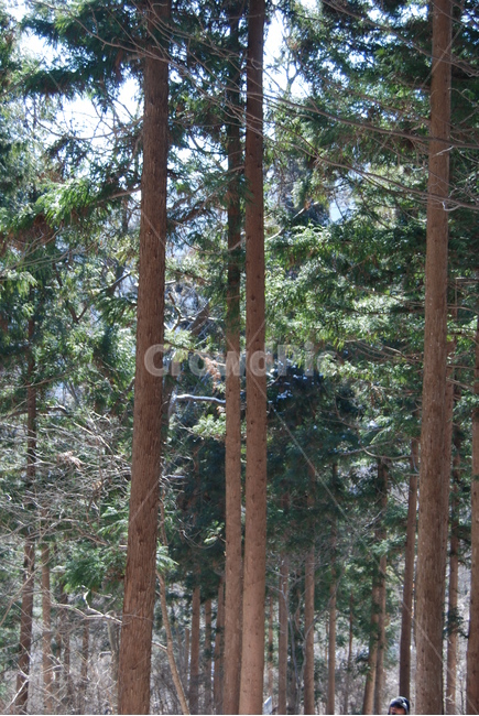 wind noise,beauty,Snow,ecosystem,greatness of nature,scenery,trees,mountain climbing,healing,mountain,natural recreation forest,season,land,ridge,Bangjangsan Mountain,mysterious mountain,Korea,watercolor painting,sky,nature,famous Korean mountain,relaxati