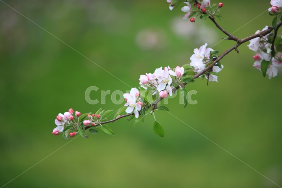 사과꽃,자연,과일나무,접사,배경화면,봄,계절,spring,season,식물,자연,plants,nature,꽃,flower,plant