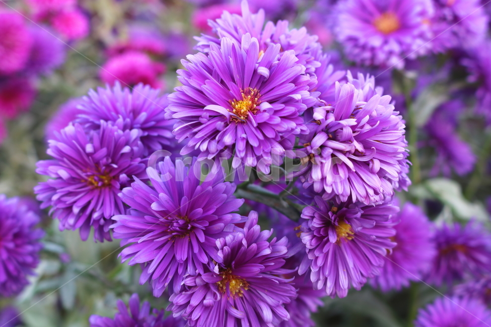 꽃,국화,국화꽃,식물,자연,소국화,야생화,식물,자연,plants,nature,꽃,flower