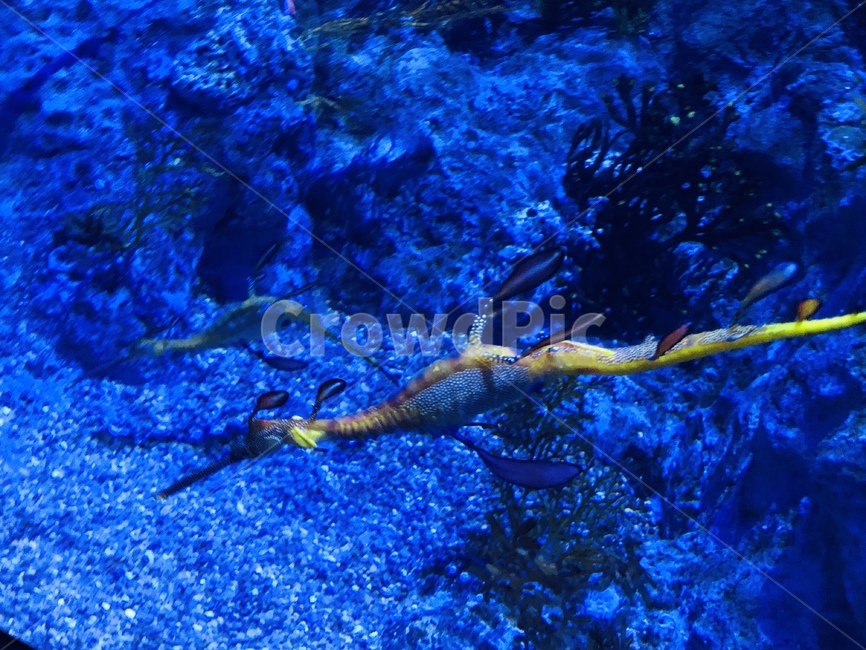 해룡,아쿠아리움,물고기,싱가포르,싱가폴,동물,animal,어류,물고기,fish