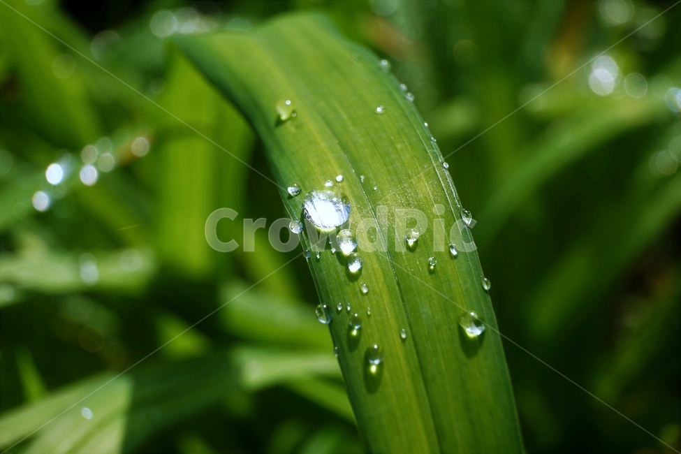 물방울,자연,식물,싱그러움,잎,식물,자연,plants,nature