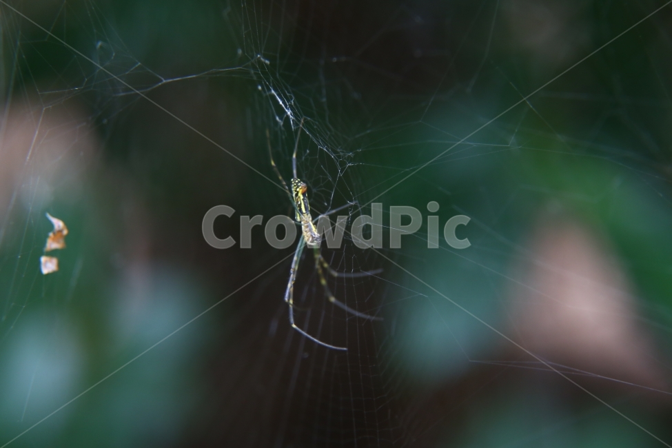 거미,자연,거미줄,접사,곤충,동물,animal,곤충,벌레,insect,bug