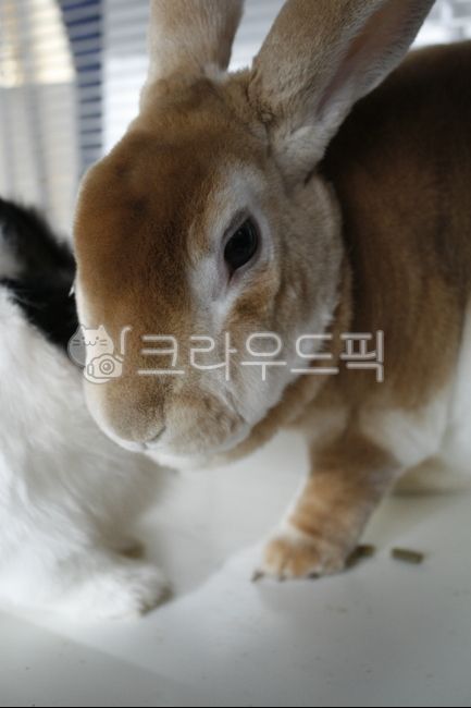 토끼,갈색토끼,토끼먹이주기,동물,rabbit,반려동물,집토끼