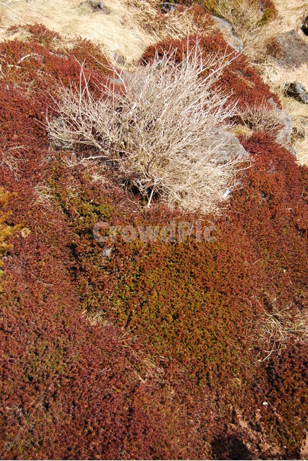 한라산,등산로,국립공원,자연,땅,식물,자연,plants,nature