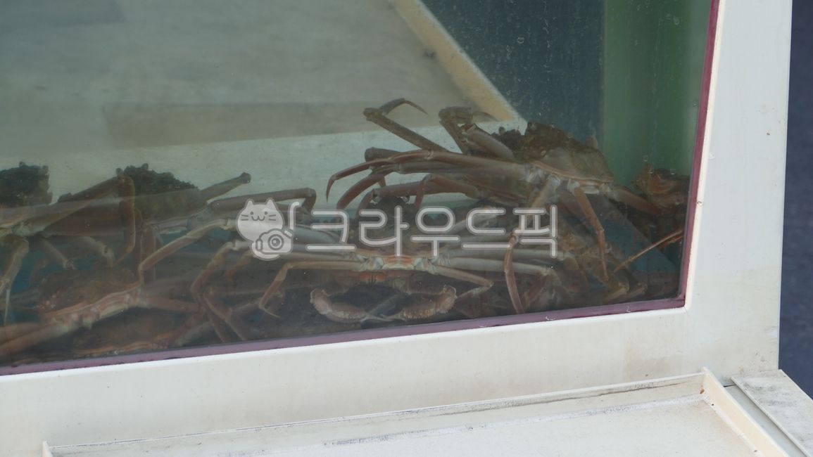 snow crab,aquarium,crab,Bakdal snow crab,raw fish restaurant