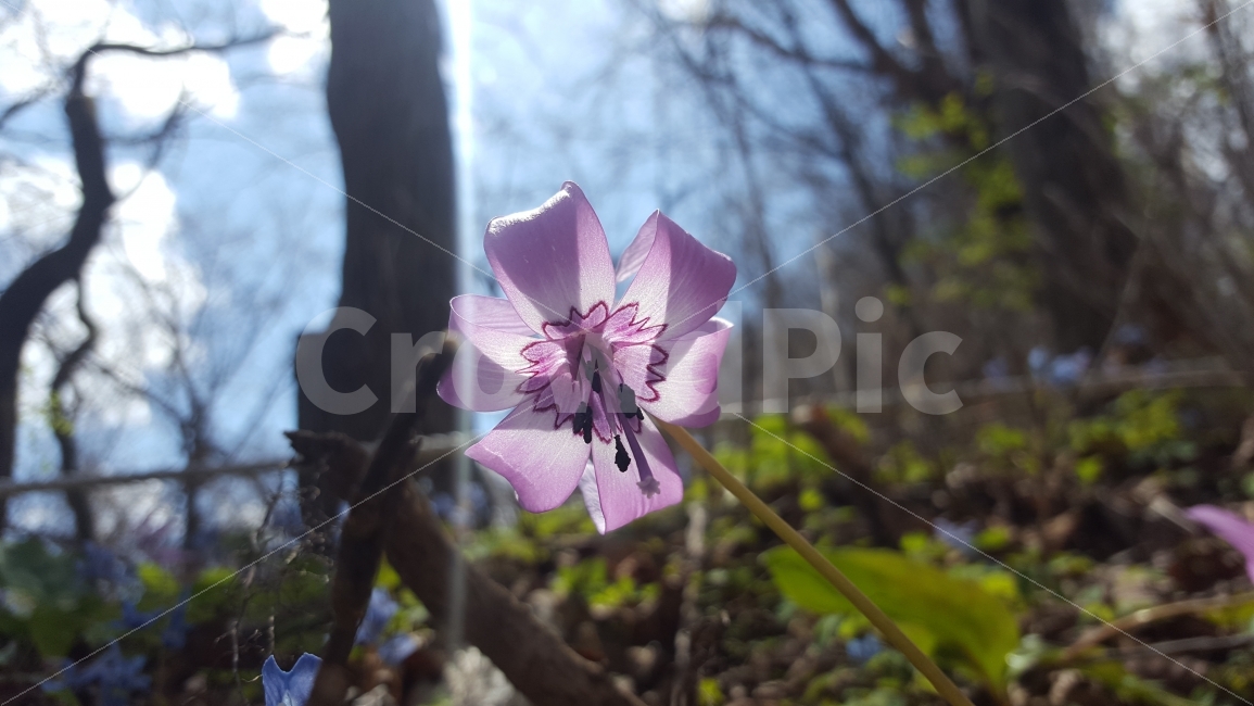 곰배령,야생화,얼레지,봄,꽃,식물,자연,plants,nature,꽃,flower