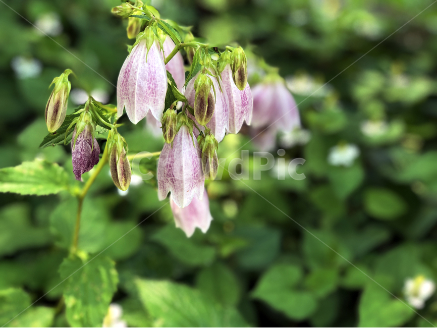 꽃,자연,봄,식물,계절,flower,nature,식물,자연,plants,nature,꽃,flower