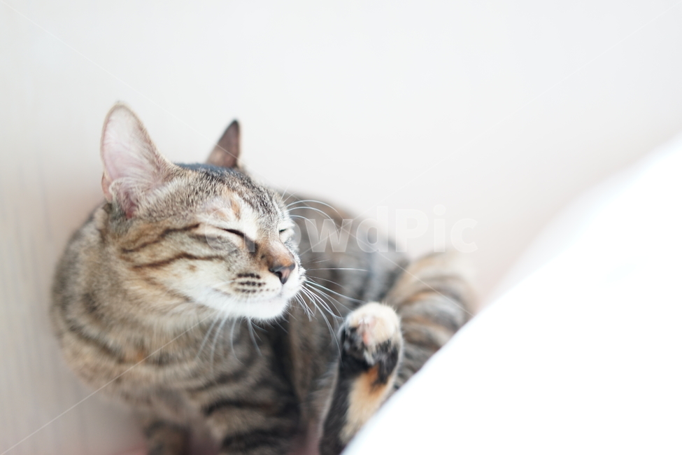 고양이,반려동물,동물,cat,pet,love,가족,family,동물,animal,포유류,mammal,고양이,cat,kitten,kitty