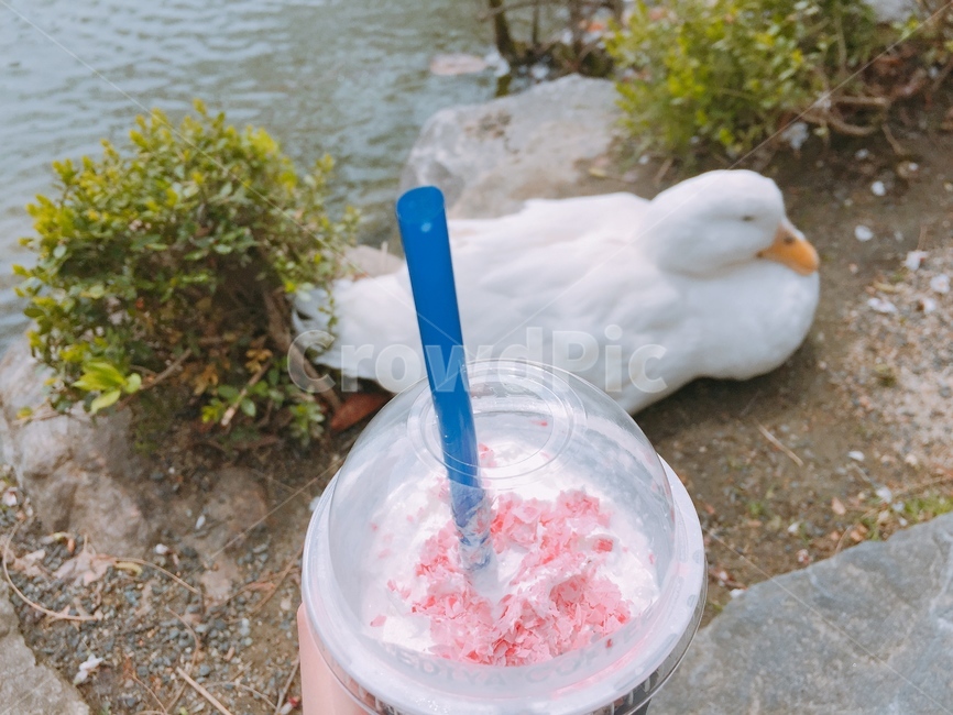 동물,계절,오리,봄,벚꽃,라떼,호수,휘핑크림,자연,핑크