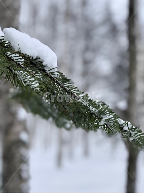 나무,tree,겨울,감성,눈,하얀,나무들,숲,겨울,계절,winter,season