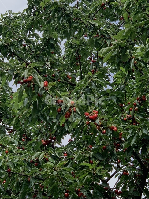 체리,체리나무,나무,식물,과일,과일나무,여름,cherry,tree,cherrytree