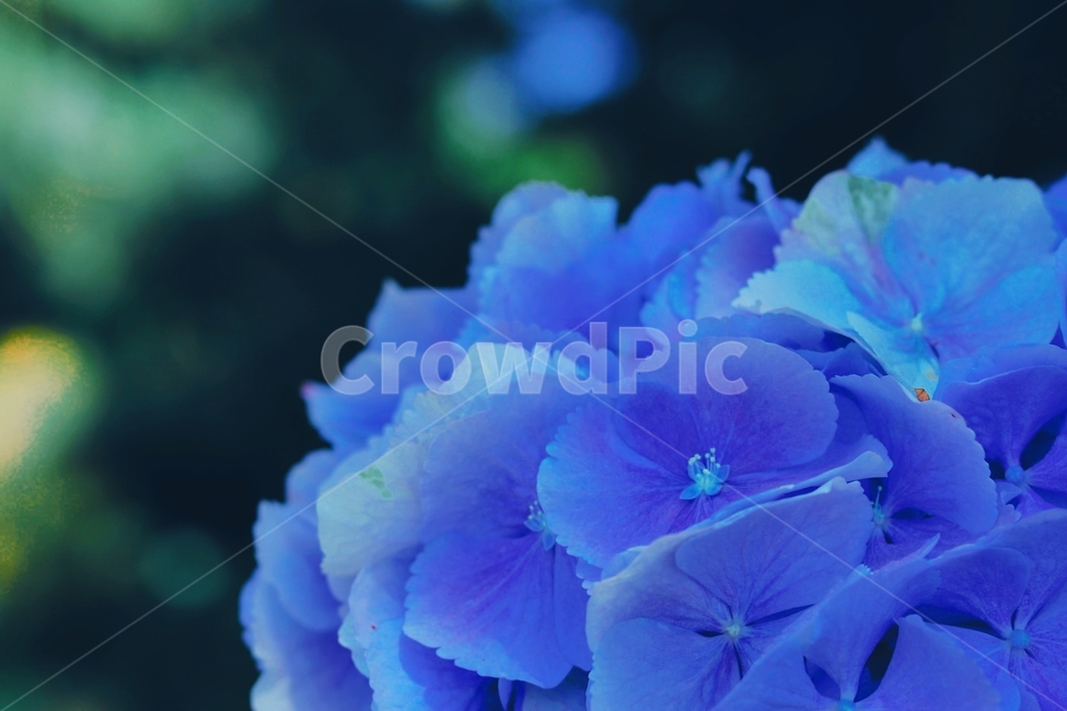 꽃,수국,식물,flower,풀