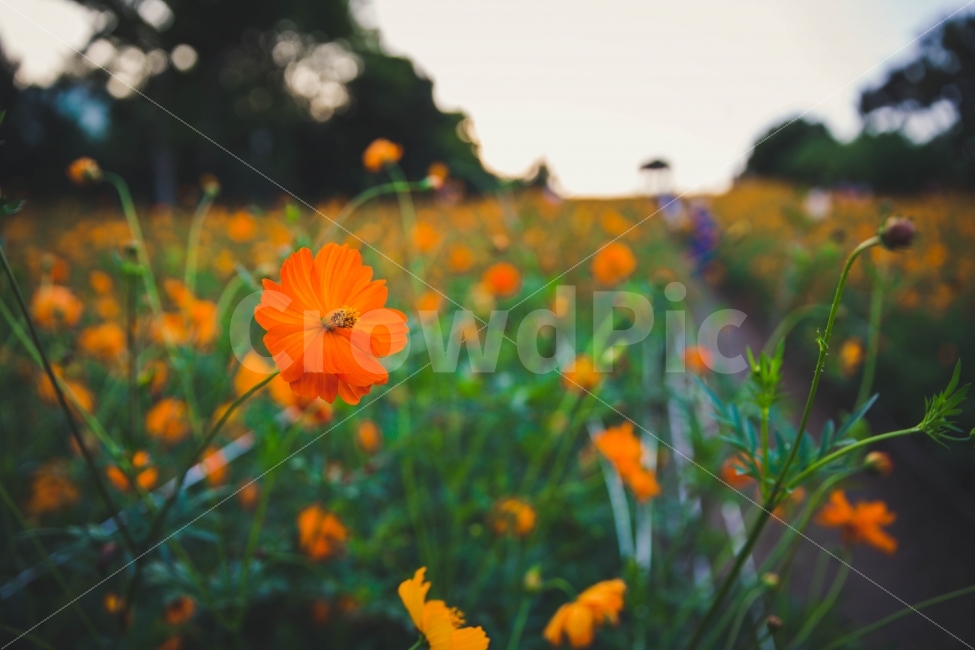 꽃,올림픽공원,들꽃마루,코스모스,여행,가을,계절,fall,autumn,season,식물,자연,plants,nature,꽃,flower,감성,sensible,feeling,plant,field,들