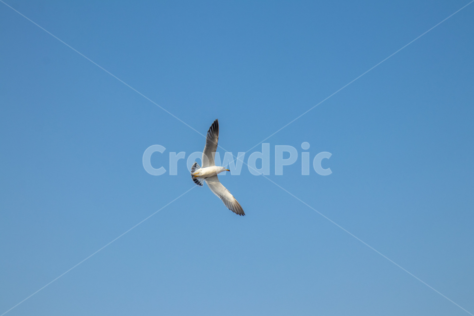 새,animal,동물,갈매기,기러기,하늘,bird,동물,animal,조류,새,birds