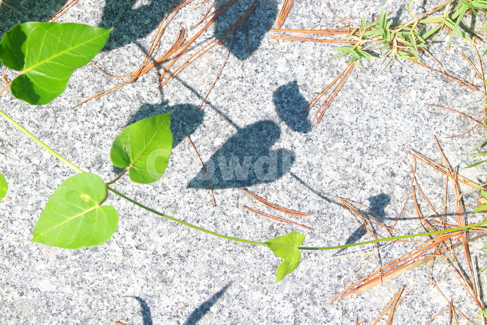 자연,하트,그림자,식물,풀,초록,green,heart,식물,자연,plants,nature,휴식,힐링,rest,relaxation,healing