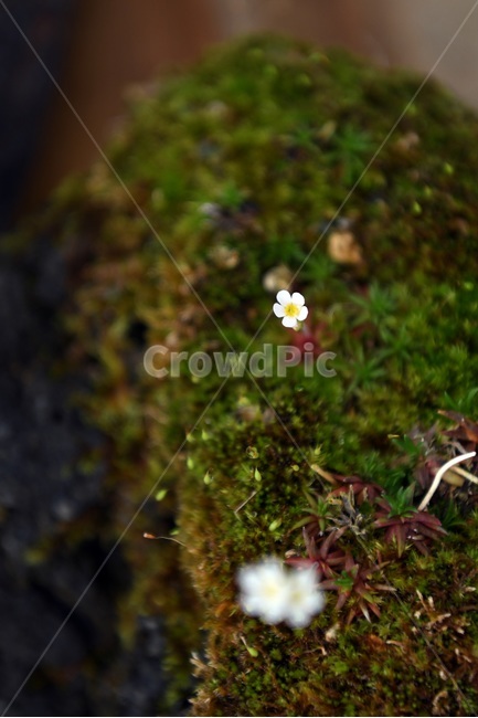 식물,꽃,감성사진,자연,flower,꽃사진,봄,봄꽃,계절,감성,4월,spring,힐링,자연풍경,풍경,봄,계절,spring,season,식물,자연,plants,nature,꽃,flower,plant
