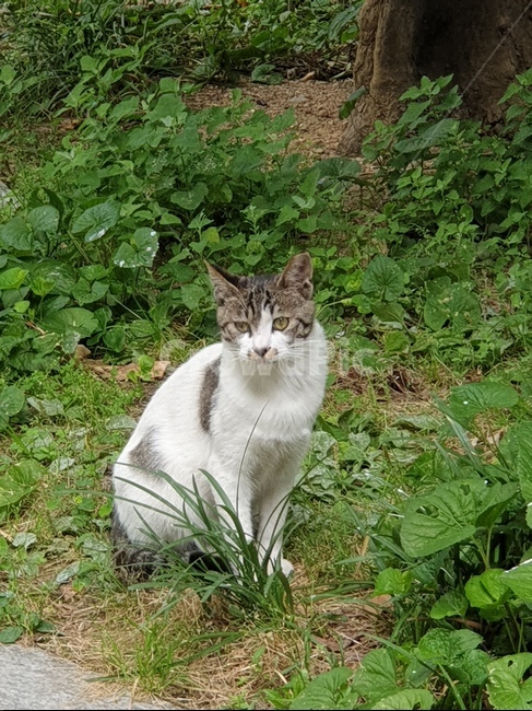 동물,고양이,길고양이,야생동물,풀숲,공존