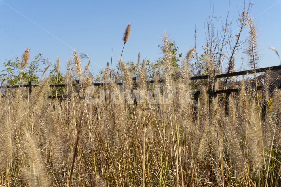 갈대밭,호수,저수지,가을,억새풀,산책로,둘레길,자연,풍경,nature,landscape,grass,잔디,plant,식물,lawn