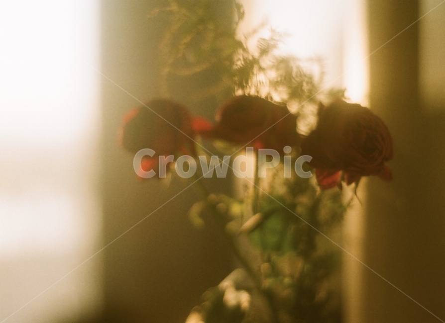 flare,플레어,장미,꽃,rose,flower,blossom,장미꽃,식물,자연,plants,nature,감성,sensible,feeling