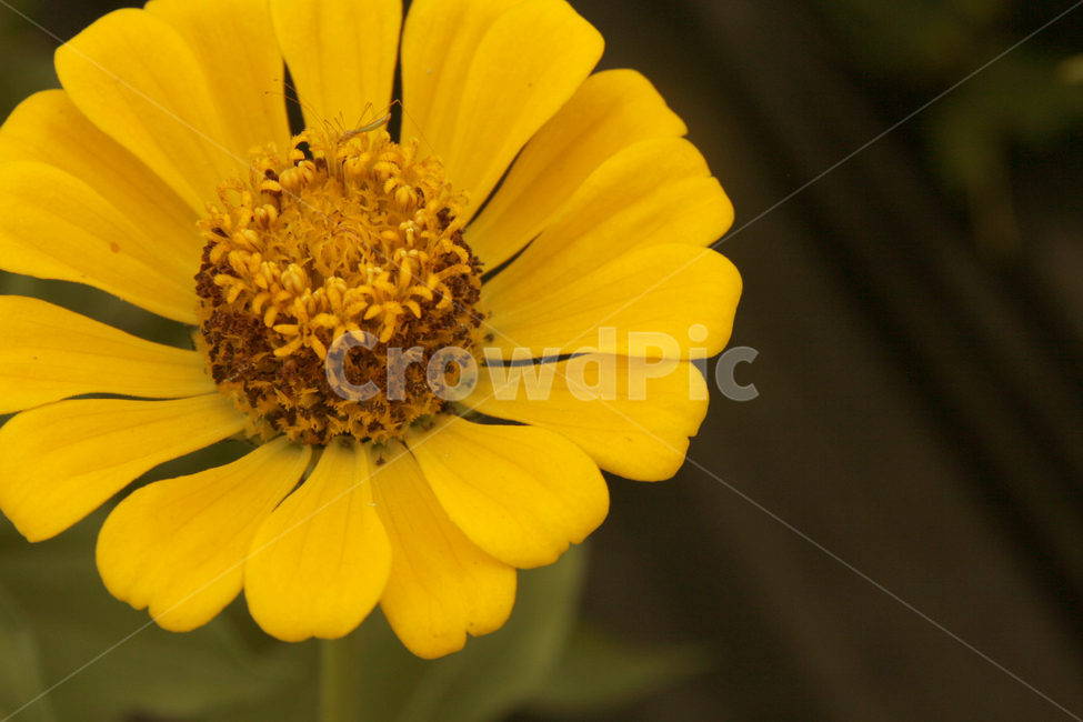 천일홍,노란,꽃,봄,봄꽃,식물,자연,plants,nature,꽃,flower