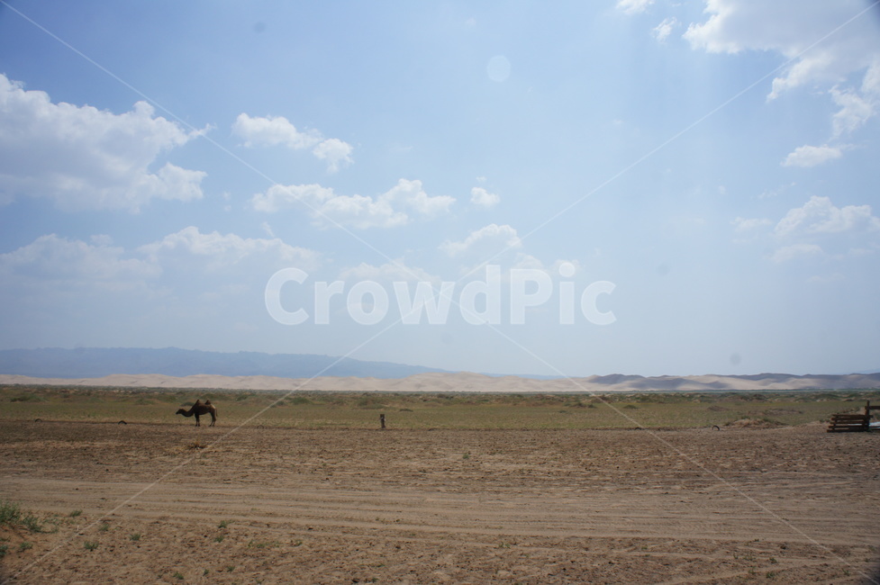 sky,desert,mongolia,camel,하늘,사막,구름