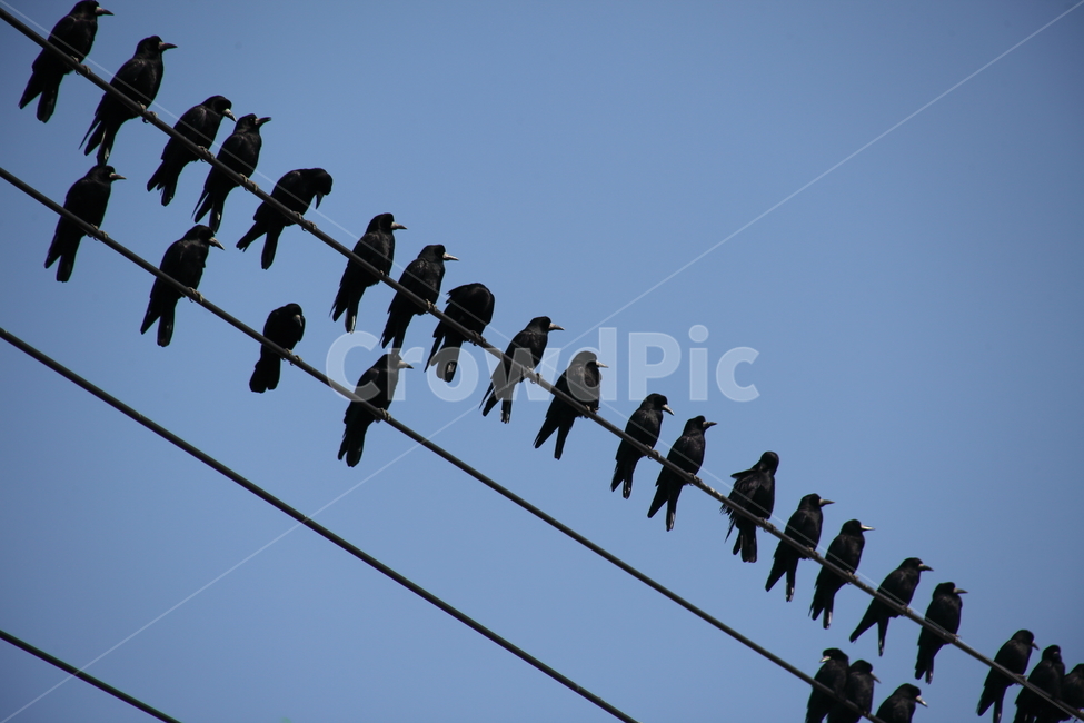 까마귀,새,전깃줄,carrioncrow,bird,동물,animal,조류,새,birds