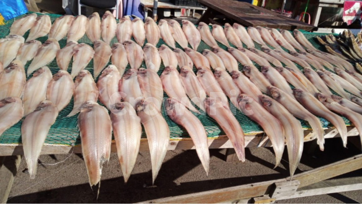 음식,해물,먹거리,생선,고기,수산물,해산물,fishery products,seafood