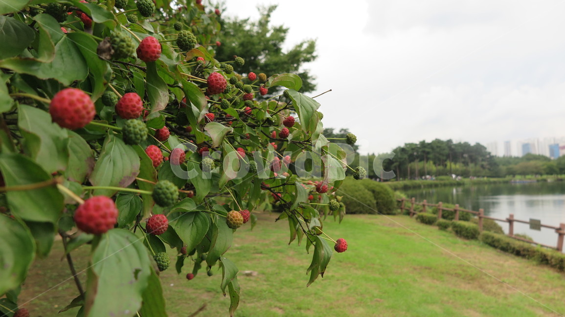 가을,호수,풍경,열매,공원,식물,자연,plants,nature,과일,열매,fruit