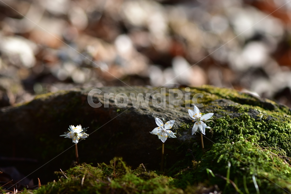 너도바람꽃,야생화,봄,꽃,풀꽃,자연,식물,식생,감성,힐링,plants,nature,spring,season,flower,emotion,feeling,흰색,초본,너도바람꽃속