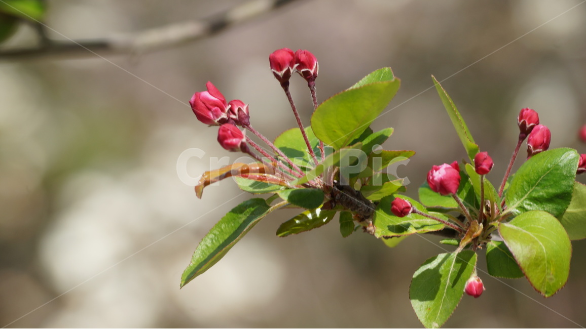 꽃,봄꽃,자연,풍경,야생화,봄,계절,spring,season,식물,자연,plants,nature,꽃,flower,plant