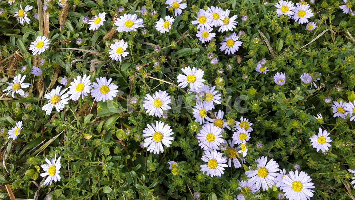 꽃,자연,계란꽃,풀,초록,식물,자연,plants,nature,꽃,flower