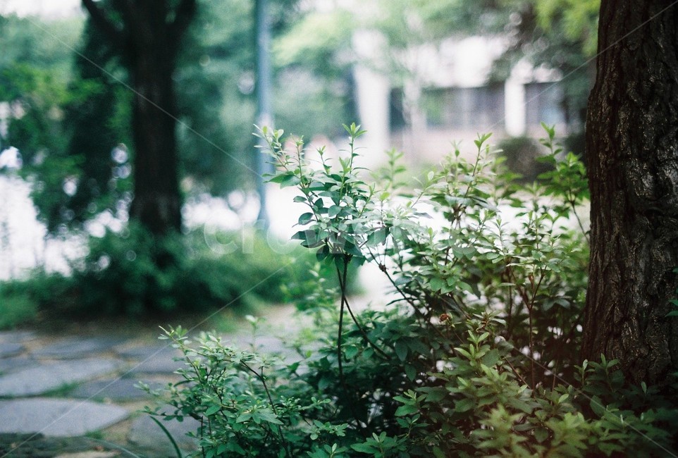 나무,식물,여름나무,필름사진,필름카메라,식물,자연,plants,nature