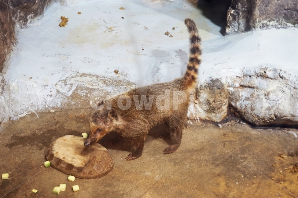 갈색,육식,동물,포유류,검은색,잡식,animal,nature,동물보호,동물원,park,animalpark,자연,야생,너구리,동물,animal,포유류,mammal