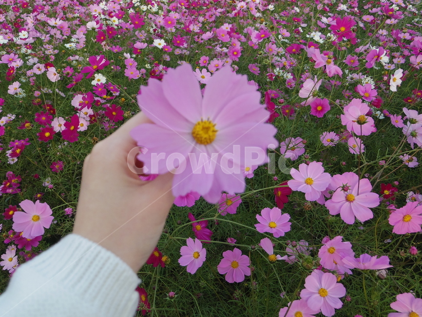 하늘공원,코스모스,여자손,꽃밭,코스모스꽃밭,가을,계절,fall,autumn,season,식물,자연,plants,nature,꽃,flower,사람,인물,인간,human,person,신체일부,몸,body,plant,geranium,제라늄,blossom,daisy,데이지,daisies