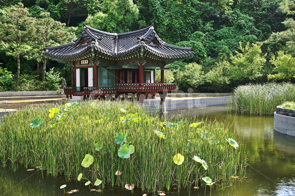 한국전통정원,월미공원,정원,부용지,부용정,연못,연잎,정자,한옥