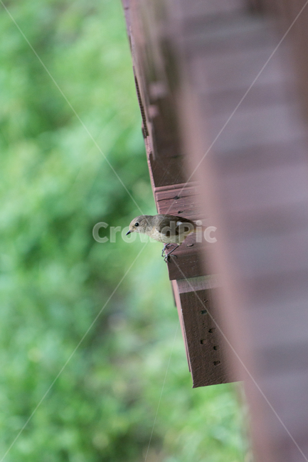 bird,새,탐조,조류,텃새,철새,동물,animal,조류,새,birds