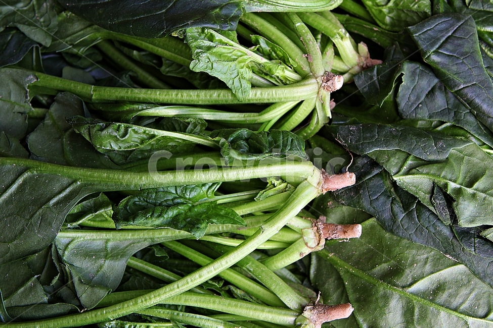 시금치,야채,식물,식자재,먹거리,음식,요리,재료,나물,농업,식물,자연,plants,nature,음식,식재료,요리,food,cook,meal,dishes,food reserves,채소,야채,vegetables