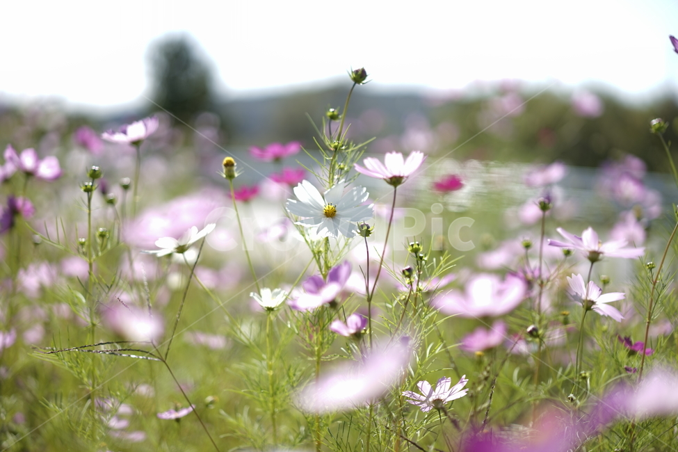 코스모스,가을,가을꽃,핑크,꽃,꽃밭,가을,계절,fall,autumn,season,식물,자연,plants,nature,꽃,flower,plant
