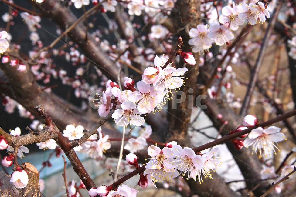 매화,꽃,매화꽃,감성,봄날,봄,자연,spring,flower,봄,계절,spring,season,식물,자연,plants,nature,꽃,flower,plant,blossom,cherry blossom,벚꽃