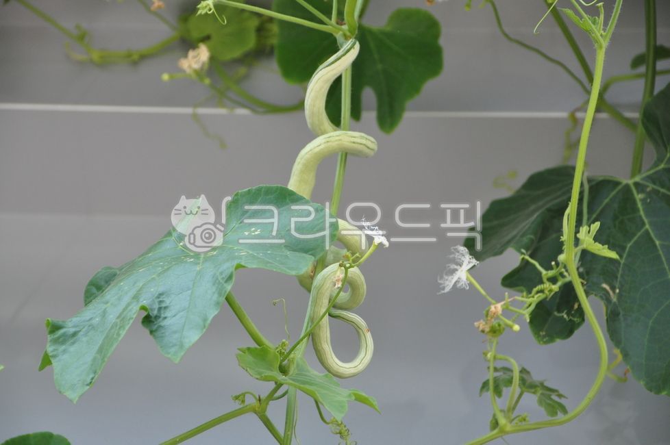 sadhui,ornamental,snake shape,fence,long