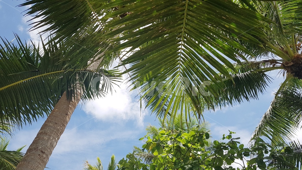 사이판,마나가하섬,휴양지,saipan,휴식,힐링