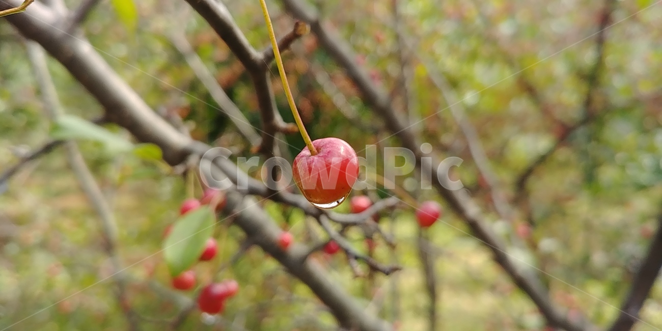 아그배,아그배나무,아기배,아기배나무,과일,과일,열매,fruit