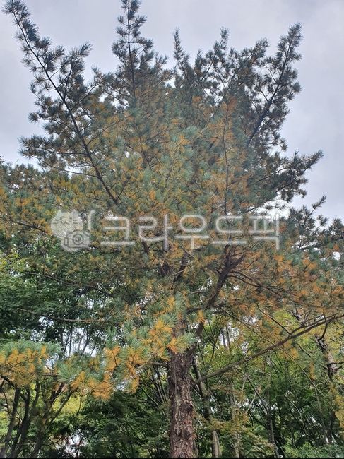 treetrunk,나무,자연,풍경,식물,tree,plant