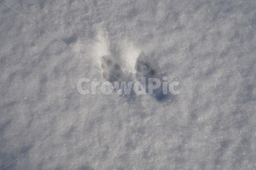 눈밭,강아지발자국,눈발자국,눈,발자국,footprint,snow