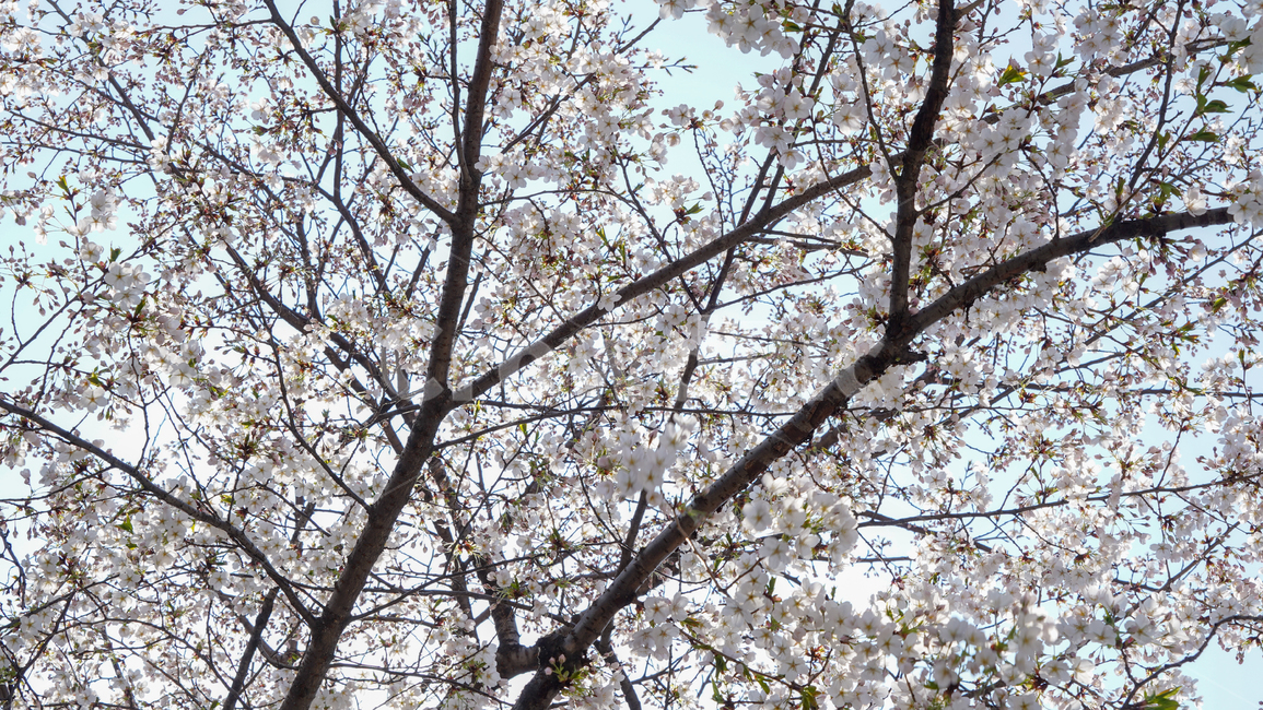 flower,봄,꽃,벚꽃,감성,tree,spring,계절,나무