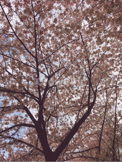 봄,꽃,벚꽃,축제,꽃길