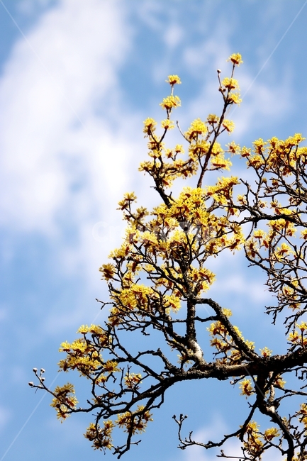 나무,꽃,산수유,봄,노란색,식물,자연,plants,nature,꽃,flower
